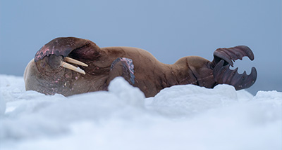 walrus resting on ice with tusks showing showcasing the unique features of 5 marine mammals
