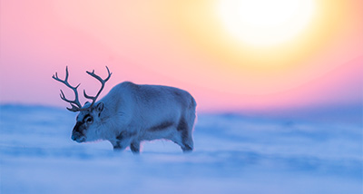 reindeer walking in snow at sunset four seasons wildlife nature