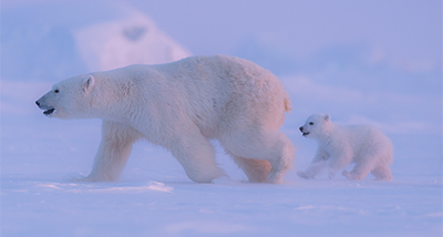 polar bear and cub walking in snowy landscape with baby polar bear following in a cold habitat