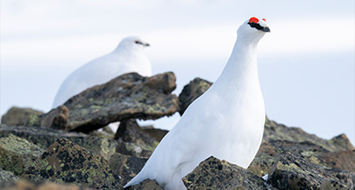 two rock ptarmigans sitting on a rocky surface